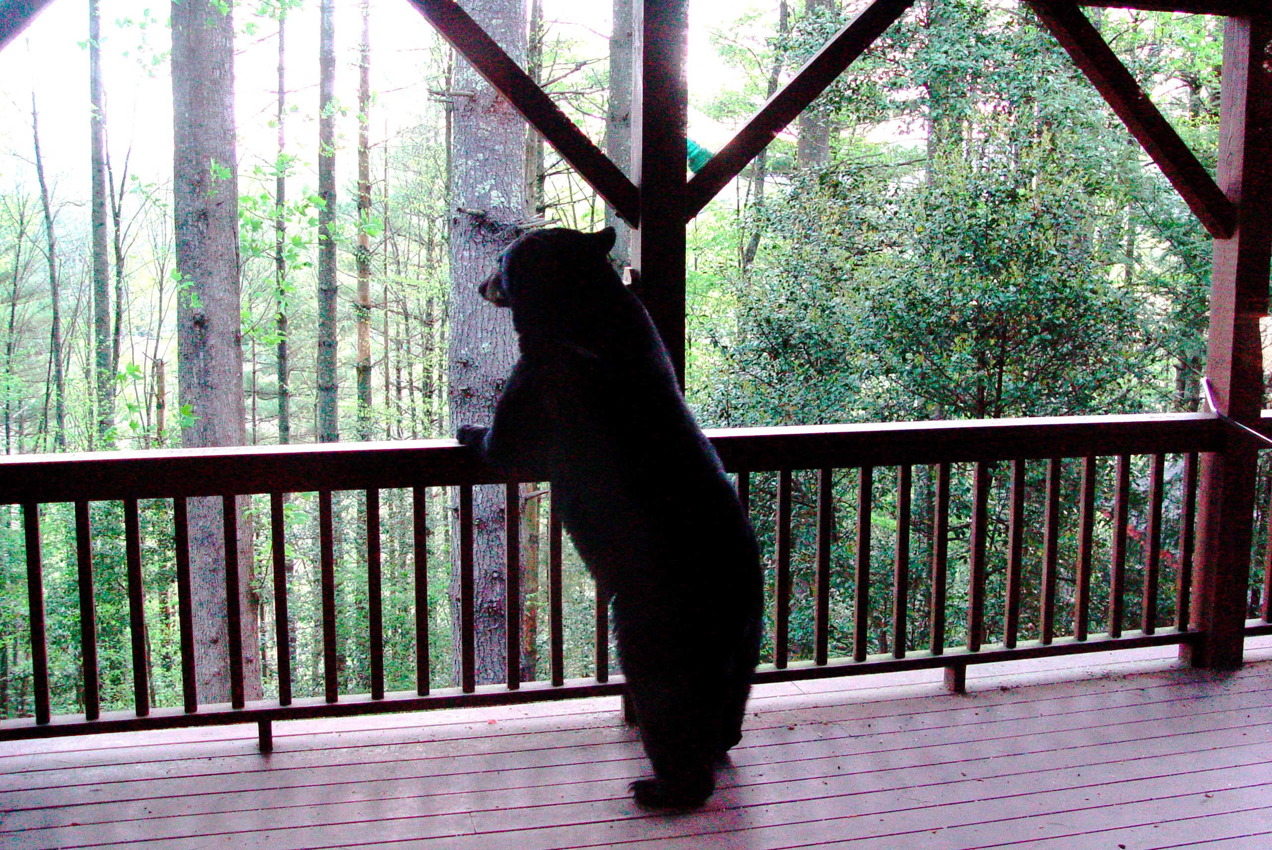 Bear on porch